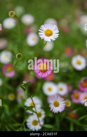 Mexikanische Fleabane (Erigeron) in Yorkshire Garten August Blumen Stockfoto