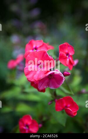 Phlox paniculata in Yorkshire Garden August blüht Stockfoto