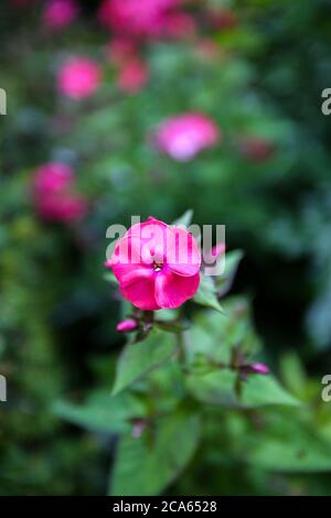 Phlox paniculata in Yorkshire Garden August blüht Stockfoto