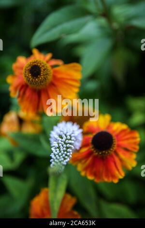 Helenium Moerheim Schönheit - Schneezew - in Yorkshire Garden August Blumen Stockfoto