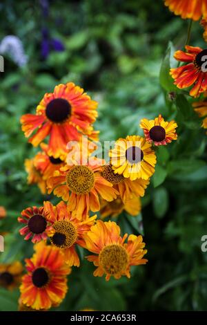 Helenium Moerheim Schönheit - Schneezew - in Yorkshire Garden August Blumen Stockfoto