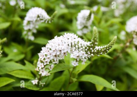 Weiße Schwanenhals Loosestrife, Lysimachia in Yorkshire Garten August Blumen Stockfoto