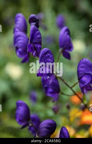 Aconitum napellus Bressingham Spire Monkshood in Yorkshire Garden August blüht Stockfoto