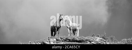 Zwei Pferde stehen am Rand der Klippe, Wyoming, USA Stockfoto