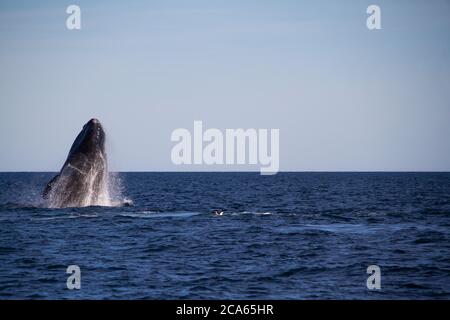 Walspringen in Peninsula Valdes, Puerto Madryn, Patagonien, Arg Stockfoto