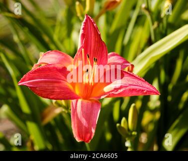 "Geschenk der Liebe" Tageslilie (hemerocallis Hybrida) in voller Sommerblüte Stockfoto