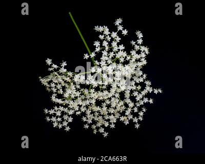 Holunderblüten auf dunklem Hintergrund. Holunderblüte. Nahaufnahme. Stockfoto