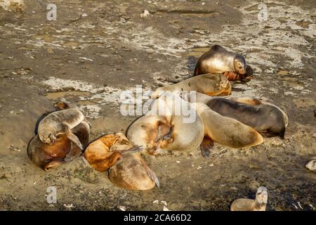 Große Robbenkolonie Pelz auf Valdes Halbinsel in Chubut, Argentinien. Stockfoto