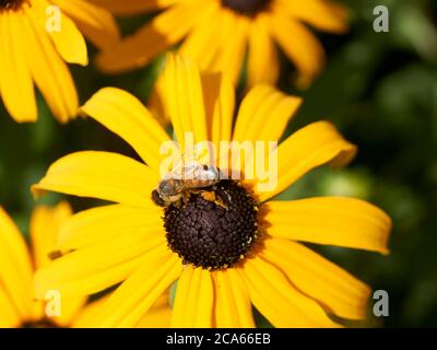 Nahaufnahme einer westlichen Honigbiene APIs mellifera auf einer Brown-eyed Susan Rudbeckia hirta Blume, Vancouver, BC, Kanada Stockfoto