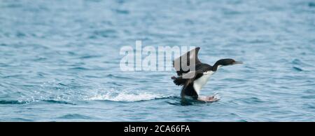 Imperiale Kormoran Landung auf dem Meer in New Gulf. Patagonien Argentinien. Stockfoto