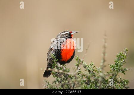 Seeadlerche, Sturnella loyca Vogel aus patagonien Argentinien. Rot und braun singvogel sitzt auf dem Ast. Stockfoto