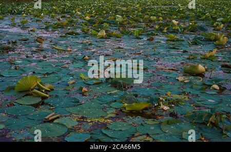 Grüne Lotusblätter auf dem See. Blick von oben Stockfoto