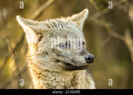 südamerikanischer Graufuchs auf der Wiese Stockfoto