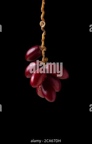 Rote frische Datteln Früchte auf schwarzem Hintergrund Stockfoto