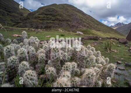 Austrocylindropuntia floccosa ein ungewöhnlicher Kaktus, der hoch oben in den Anden im Süden Perus nahe der bolivianischen Grenze wild wächst. Stockfoto