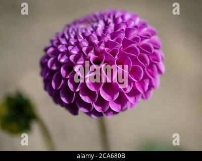 Nahaufnahme der Blume der rosa Dahlie 'Franz Kafka'. Stockfoto