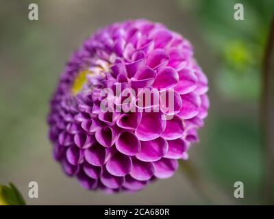 Nahaufnahme der Blume der rosa Dahlie 'Franz Kafka'. Stockfoto