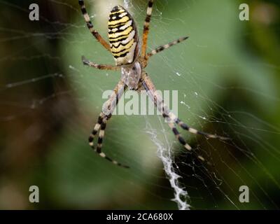 Eine Wespenspinne (Argiope Bruennichi) auf ihrem Spinnennetz wartet auf eine Beute. Stockfoto