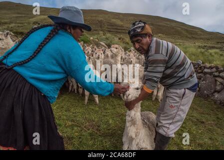 Quechua Männer in Südperu beschäftigen sich mit einer Herde Alpaka, die eine orale Dosis von Medikamenten verabreichen, um sie gesund zu halten. Stockfoto