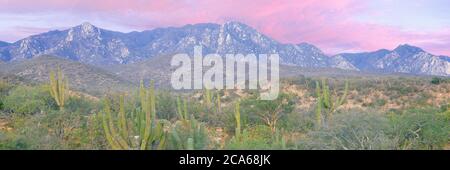 Blick auf die Sierra La Gata Bergkette im Morgengrauen, El Cardonal, Baja California Sur, Mexiko Stockfoto