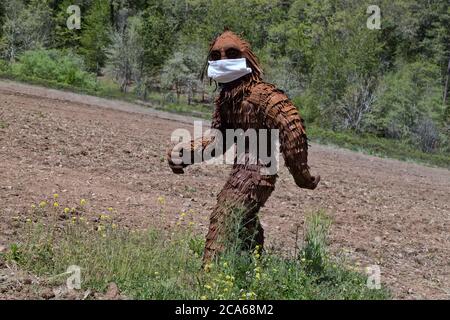 Bigfoot trägt COVID-19 Antivirus-Maske, durch kultiviertes landwirtschaftliches Feld, Wald im Hintergrund. Nordamerikanische Folklore. Stockfoto
