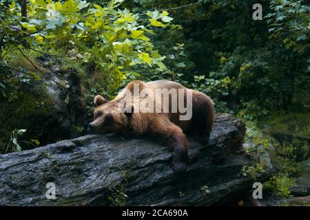 Müde europäischer Braunbär ruht und kratzt auf dem riesigen schwarzen Stamm eines gefallenen Baumes in einem grünen Wald Stockfoto