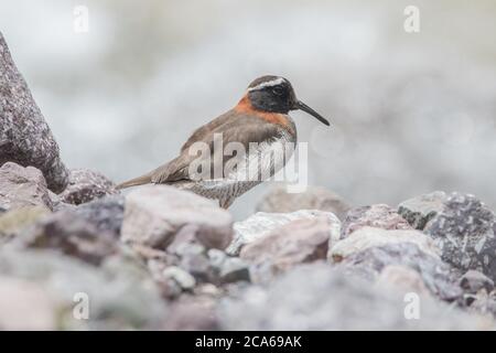 Der Diademed-Sandpiper-Plover (Phegornis mitchellii), ein schwer fassbarer kleiner Vogel aus den hohen Anden im Süden Perus. Stockfoto