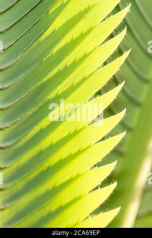 Giant Dioon oder Gum Palm Leaf (Dioon spinulosum) Stockfoto