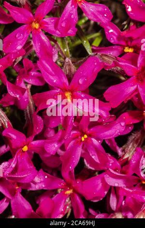 Getuftete oder Columbia Phlox Blumen (Phlox douglasii) Stockfoto