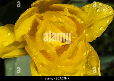 Gelbe Tulpe mit Wassertropfen auf Blütenblättern Stockfoto