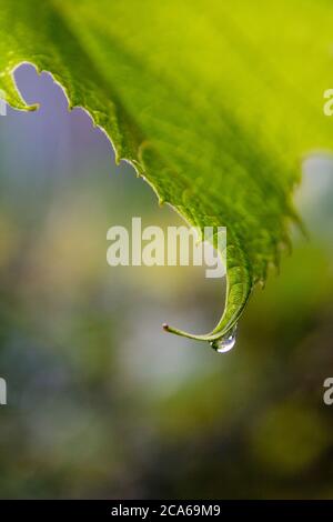 Makroregner Wassertropfen auf der Spitze eines grünen Weinblattes. Vertikale Ansicht, selektiver Fokus Stockfoto