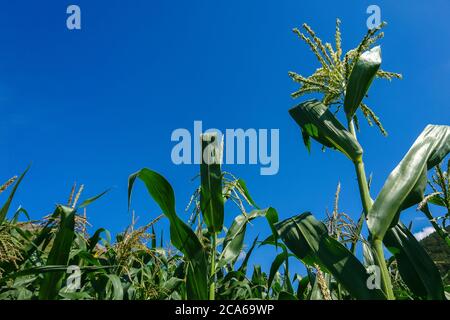 Unreife grüne junge Maisähren im Spätsommer vor hellblauem Himmel Stockfoto
