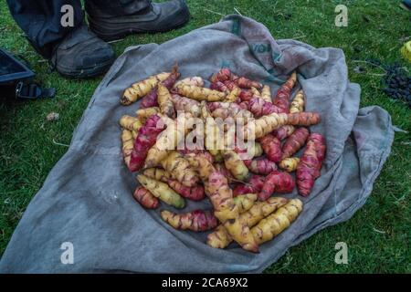 Frisches oca, eine Art Wurzelgemüse, nach der Ernte in den peruanischen Anden. OCA wird hier seit der Zeit vor incan angebaut. Stockfoto