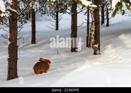 Brauner Hase im verschneiten Wald an einem Wintertag Stockfoto