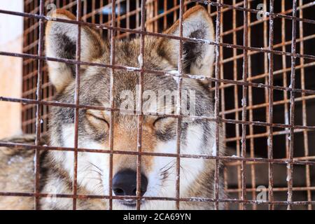 wolf mit geschlossenen Augen hinter Gitter im Käfig an einem kalten Wintertag Stockfoto