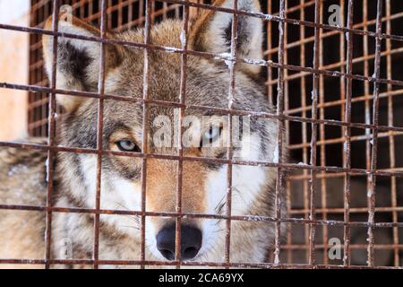 Porträt des Wolfes hinter Gittern im Käfig an kalten Wintertagen Stockfoto