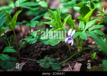 Violette wilde Viola im Frühlingswald zwischen grünem Gras Stockfoto