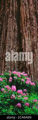 Blühender Rhododendron unter dem Mammutbaum (Sequoiadendron giganteum), Trinidad, Kalifornien, USA Stockfoto