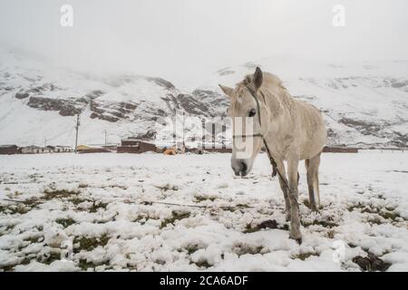 Ein Packpferd, das auf einem schneebedeckten Feld außerhalb eines kleinen Quechua-Dorfes in der Cordillera Vilcanota der Anden in Peru steht. Stockfoto