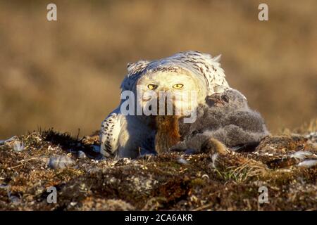 Nordamerika; Vereinigte Staaten; Alaska; Nordhang; Frühling; Wildtiere; Vögel; Greifvogel; Nesting; Schneeeule; Nyctea scandiaca; zwei Nestlinge. Zuführung Stockfoto