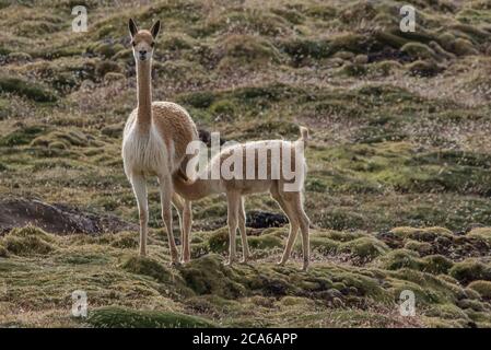 Eine junge vicuna (Vicugna vicugna), die als Mutter säugt, steht im Andenpuna-Grasland unter Beobachtung. Stockfoto