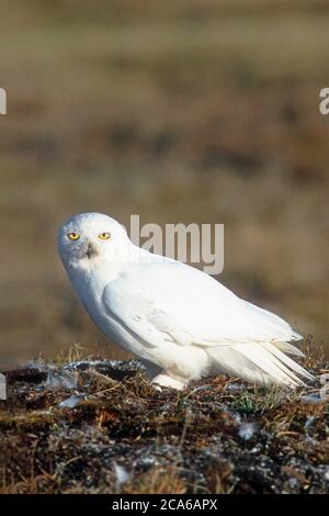 Nordamerika; Vereinigte Staaten; Alaska; Tierwelt; Vögel; räuberisch; Schneeeule; Bubo scandiacus; arktische Brut; Mitternachtssonne. Männlich. Stockfoto