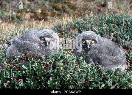 Nordamerika; Vereinigte Staaten; Alaska; Tierwelt; Vögel; räuberisch; Schneeeule; Bubo scandiacus; Arktisches Nisting; Mitternachtssonne Eulchen. Stockfoto