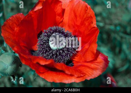 Eine große rote Mohnblume mit Samtstamenen auf verschwommenem grünem Hintergrund Stockfoto
