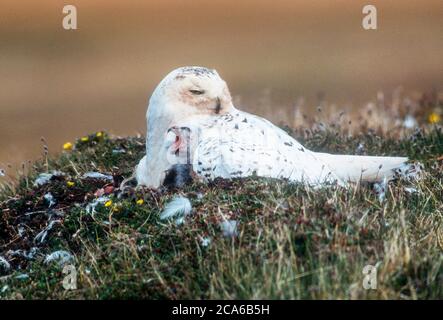 Nordamerika; Vereinigte Staaten; Alaska; Tierwelt; Vögel; räuberisch; Schneeeule; Bubo scandiacus; arktische Brut; Mitternachtssonne. Weibchen mit Eulen. Stockfoto