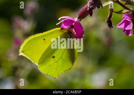 Gemeiner Zitronenfalter auf der rosa Blume von Red campion Stockfoto