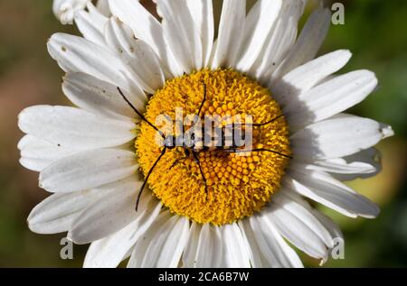 Longhorn-Käfer auf dem gelben Herzen der Ox-Eye-Gänseblümchen Stockfoto