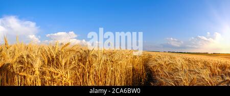 Panorama-Feld von Golden Weizen auf hügeligem Gelände und Traktorenweg am blauen Himmel Stockfoto