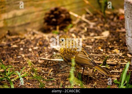 Jungvogel auf der Suche nach Nahrung Stockfoto