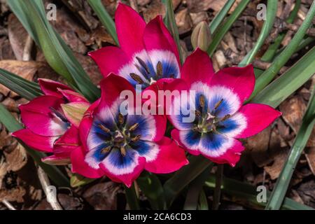 Tulpenblume (Tulipa humilis 'kleine Schönheit') Stockfoto